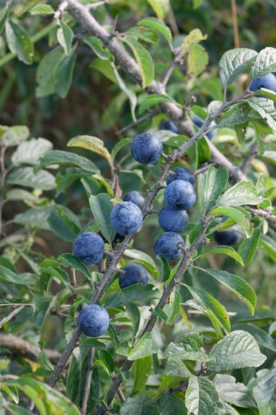 Prunus spinosa, Schlehdorn, 40–60 cm, dornig, heimisch
