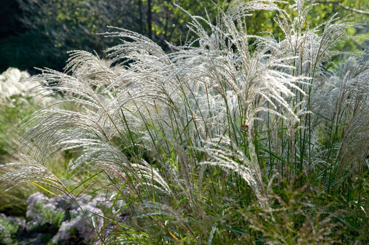 Miscanthus sinensis 'Flamingo', Chinaschilf, rosa Blüten, ca. 9x9 cm Topf