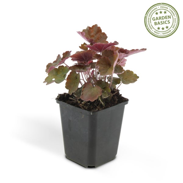 Bodendecker - Purpurglöckchen - Heuchera mic. 'Palace Purple' - 9cm Topf - Set mit 6 Pflanzen