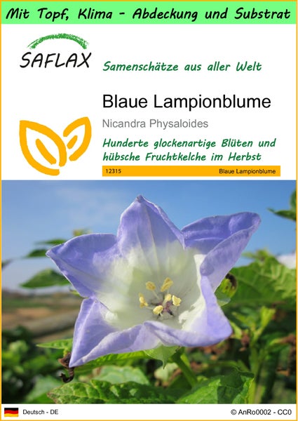 SAFLAX Garden to go - Blaue Lampionblume - Nicandra Physaloides - 100 Samen - Mit Topf, Klima - Deckel und Anzuchtsubstrat