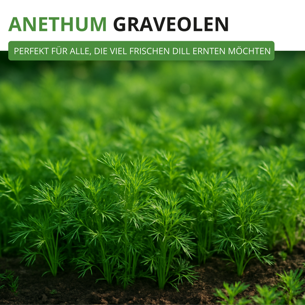 Frische Dillpflanzen Anethum graveolens wachsen in der Erde im Garten oder Beet.