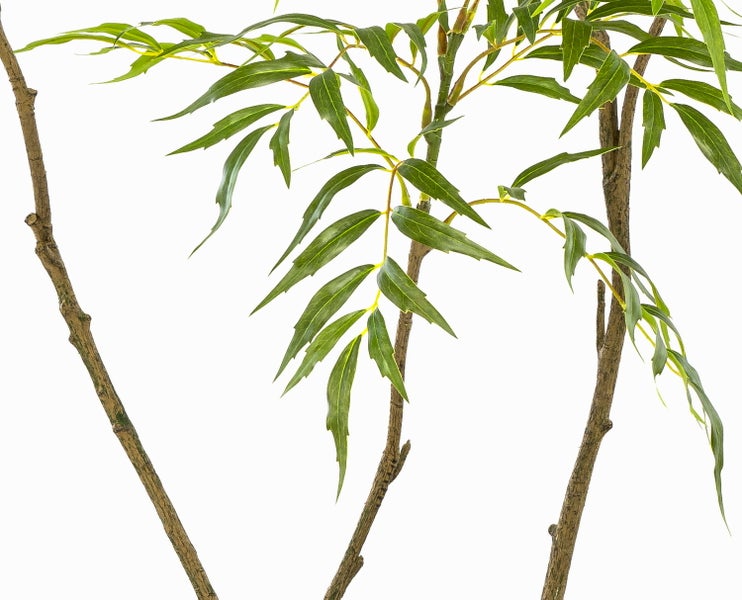 Künstliche Pflanze Mahonia im schwarzen Kunststofftopf mit grünen gefiederten Blättern und braunen Stämmen.