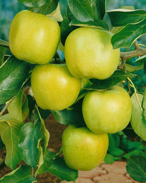 Malus domestica 'Mutsu', Apfelbaum, grün-gelb, 150–200 cm
