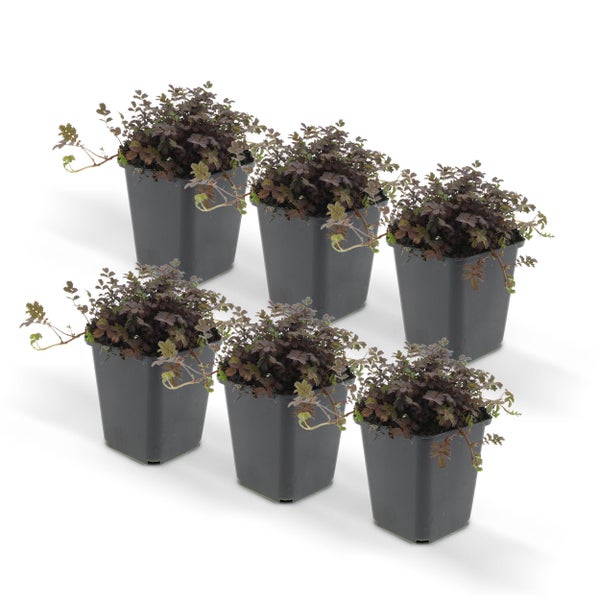 Bodendecker - Braunrotes Stachelnüsschen - Acaena microph. 'Kupferteppich' - 9cm Topf - 6 Pfanzen