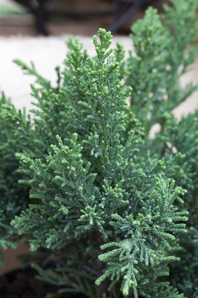 Chamaecyparis obtusa 'Drath', Hinoki-Scheinzypresse, 20–30 cm