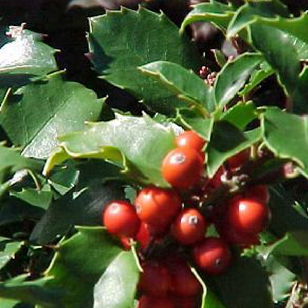 Stechpalme mit Blättern und roten Beeren