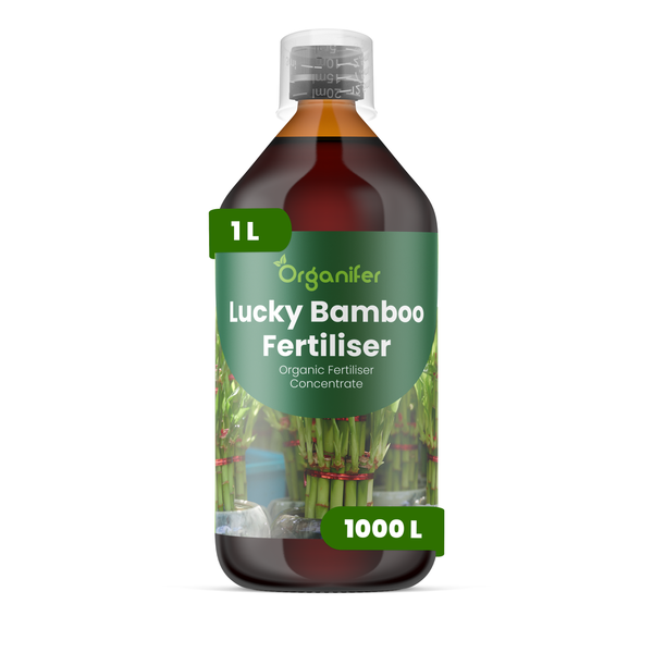 Organifer Lucky Bamboo Dünger, organisches Düngerkonzentrat für Glücksbambus, 1 Liter
