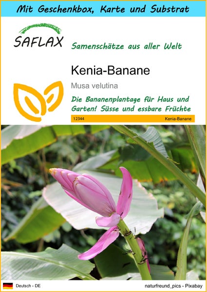 SAFLAX Geschenk Set - Kenia-Banane - Musa velutina - 8 Samen - Mit Geschenkbox, Versandaufkleber, Geschenkkarte und Anzuchtsubstrat