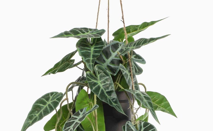 Alocasia Zimmerpflanze mit dunkelgrünen pfeilförmigen Blättern und hellen Blattadern in einem Hängetopf.