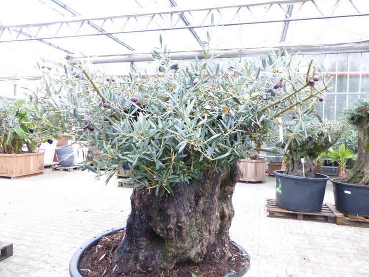 exakt dieser Baum Nr. 318, 180 cm, Olivenbaum, Bonsai, knorrige alte urige Olive winterhart