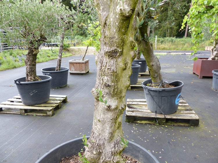 Mehrere Olivenbäume in großen Kunststoffpflanzkübeln auf Holzpaletten in einer Baumschule.