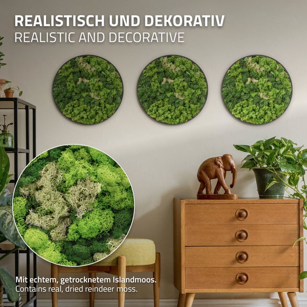 Drei runde Wandbilder aus echtem, getrocknetem Islandmoos als moderne Wanddekoration in einem Wohnraum mit Kommode und Dekorationselementen.