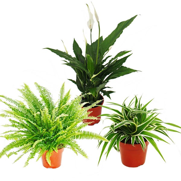 Zimmerpflanzen-Trio Luftreiniger Set mit luftreinigenden Pflanzen (Nephrolepis, Spathiphyllum, Chlorophytum)