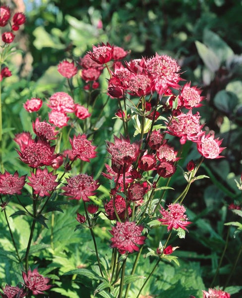 Astrantia major 'Hadspen Blood', Sterndolde, dunkelrot, ca. 11x11 cm Topf