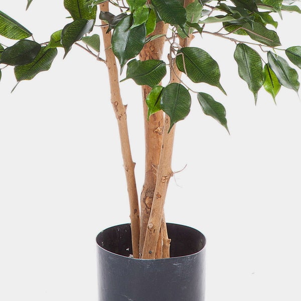 Künstlicher Ficus mit naturgetreuen Stämmen und grünen Blättern in einem schwarzen Topf.