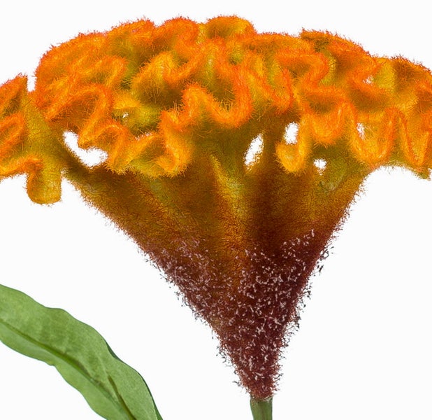 Nahaufnahme einer orangefarbenen Celosia cristata Hahnenkamm mit gewellter, samtiger Blüte und einem grünen Blatt.