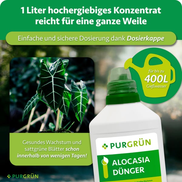 Eine Flasche Purgrün Alocasia Dünger Konzentrat mit Dosierkappe für bis zu 400 Liter Gießwasser für gesundes Pflanzenwachstum.