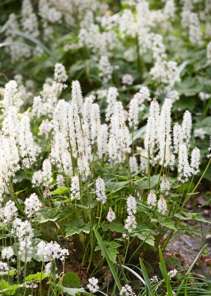 Tiarella cordifolia, Schaumblüte, ca. 9x9 cm Topf