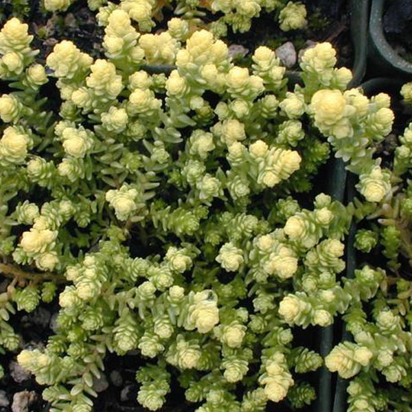 Nahaufnahme einer Fetthenne-Pflanze im Garten