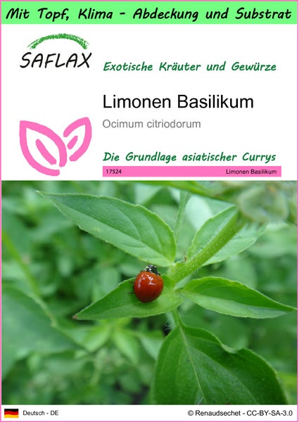 SAFLAX Garden to go - Limonen Basilikum - Ocimum citriodorum - 200 Samen - Mit Topf, Klima - Deckel und Anzuchtsubstrat