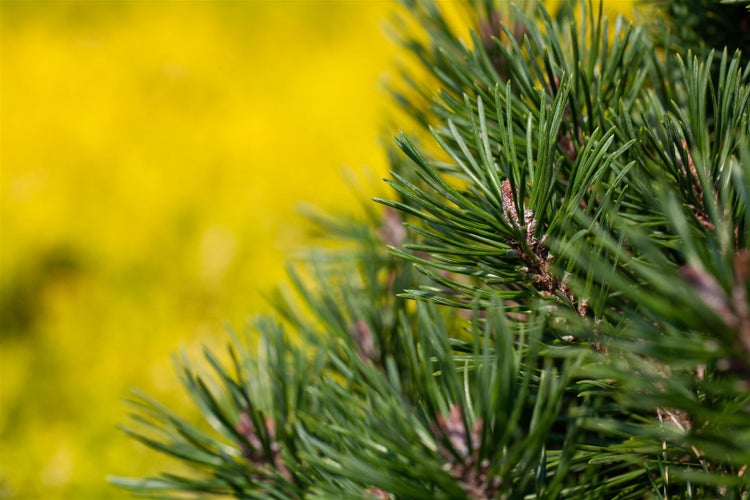 Pinus uncinata 'Grüne Welle', Berg-Kiefer, immergrün, 25–30 cm