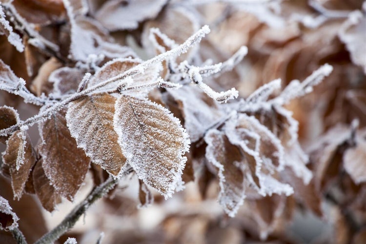 Nahaufnahme von braunen Buchenblättern, die im Winter mit einer Frostschicht bedeckt sind.