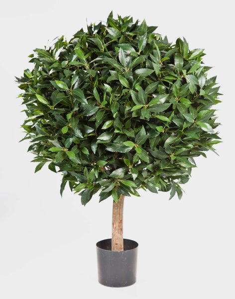 Dichte grüne Blätter des Echten Lorbeers Laurus nobilis in der Nahaufnahme.