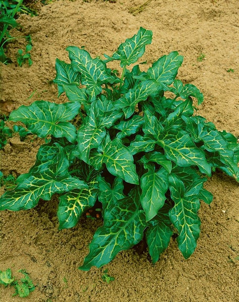 Arum italicum 'Pictum', Italienischer Aronstab, ca. 9x9 cm Topf