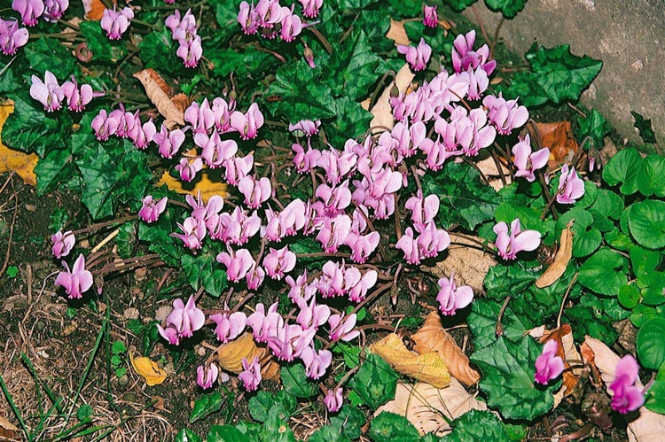 Cyclamen hederifolium 'Rosenteppich', Alpenveilchen, rosa, ca. 9x9 cm Topf