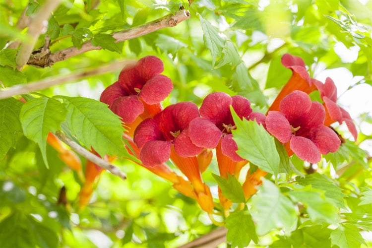 Campsis radicans 'Flamenco', Trompetenblume, leuchtend rot, 60–100 cm