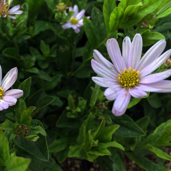Nahaufnahme einer Raublattaster Pflanze im Garten.