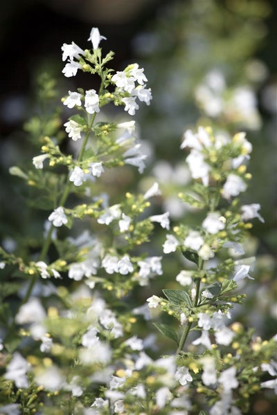 Nepeta cataria ssp. citriodora, Zitronen-Katzenminze, ca. 9x9 cm Topf