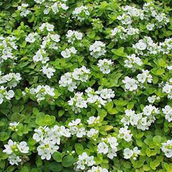 Vogelmiere mit weißen Blüten