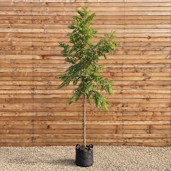 Ein junger Baum mit grünem Laub, der in einem schwarzen Pflanzsack vor einer horizontalen Holzwand auf einem Kiesuntergrund steht.