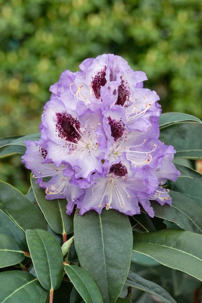 Blühende Rhododendronpflanze mit Blättern
