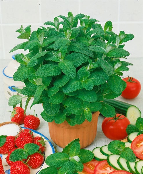 Mentha x rotundifolia, Apfelminze, aromatisch, ca. 9x9 cm Topf