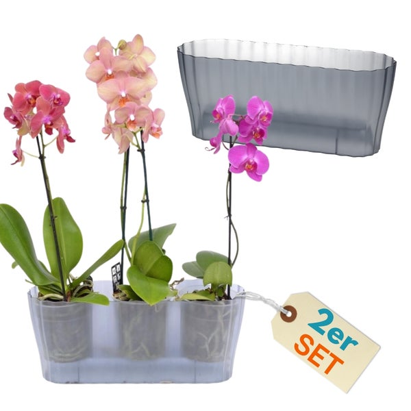 Orchideen-Set mit Übertopf im 2er-Pack