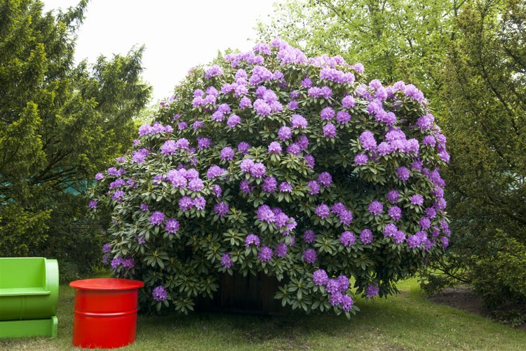 Rhododendron 'Catawbiense Grandiflorum', lila, 30–40 cm, INKARHO