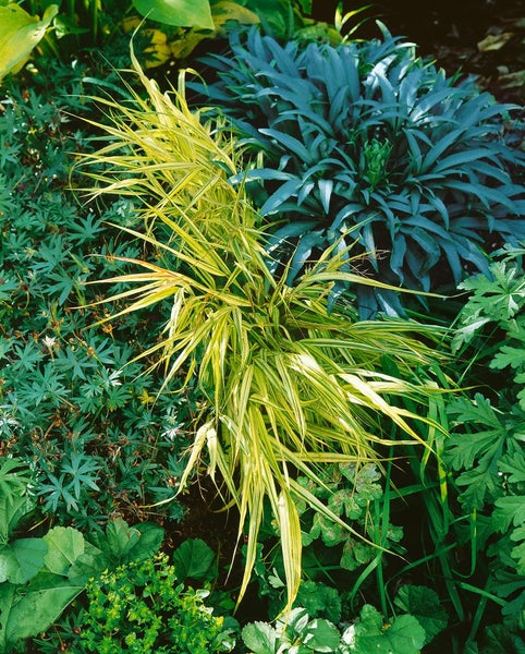 Hakonechloa macra 'Aureola', Japanisches Berggras, gelb-grün, ca. 9x9 cm Topf