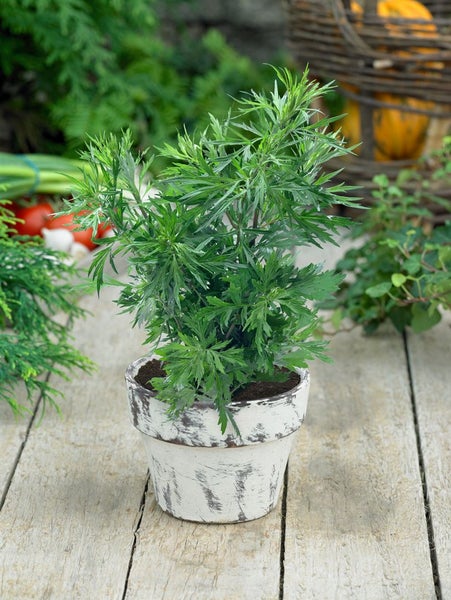 Artemisia vulgaris, Beifuß, ca. 9x9 cm Topf