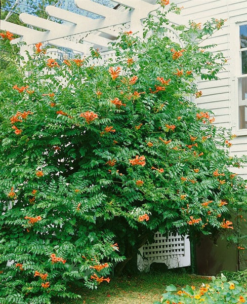 Campsis radicans, Trompetenblume, orange, 60–100 cm