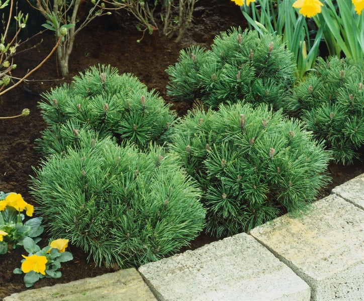 Stephanandra incisa 'Crispa', Kranzspiere, kompakt, 30–40 cm
