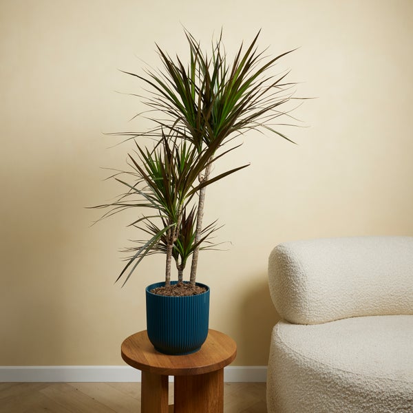 Bloomique - Dracaena Marginata - Drachenbaum - Zimmerpflanzen Groß - Pflegeleicht - Luftreinigend - Höhe 90-110 cm - Topf 21 cm