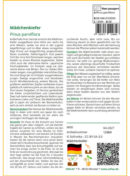 SAFLAX Garden to go - Mädchenkiefer - Pinus parviflora - 10 Samen - Mit Topf, Klima - Deckel und Anzuchtsubstrat