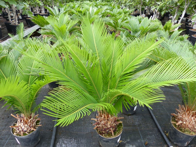 Palmfarn Cycas revoluta in einem schwarzen Topf mit fiederartigen grünen Blättern.