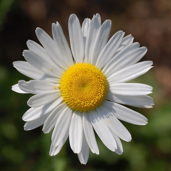 Nahaufnahme einer Margeritenblume mit weißen Blütenblättern und gelber Mitte