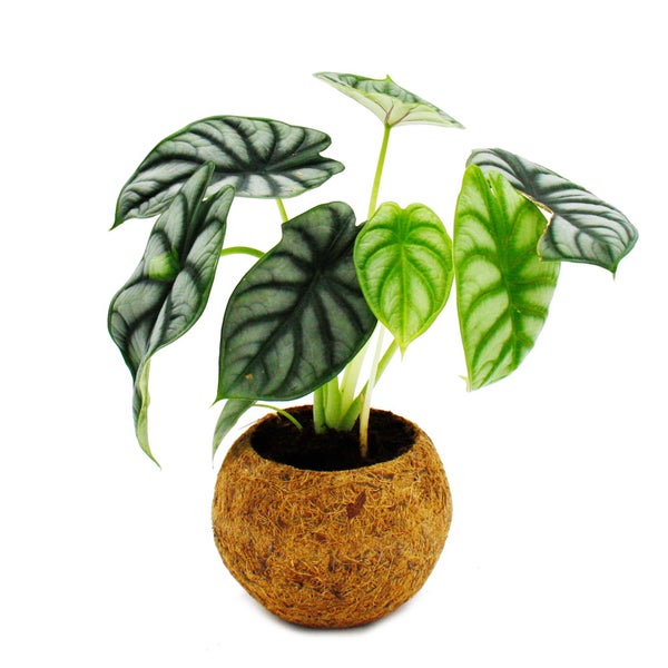 Kokodama - Alocasia baginda Dragon Scale - Drachenschuppen-Pfeilblatt - im Kokodama-Gefäß - ca. 15cm