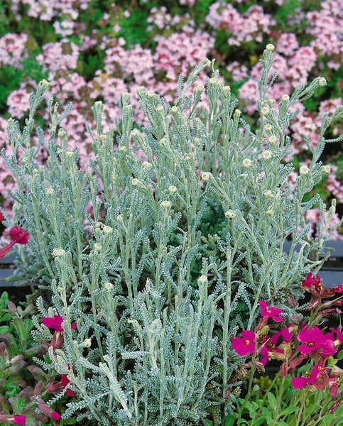 Silberblatt Pflanze im Gartenbeet