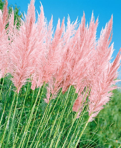 Cortaderia selloana 'Rosea', Pampasgras, rosa, 3-5 Liter Container