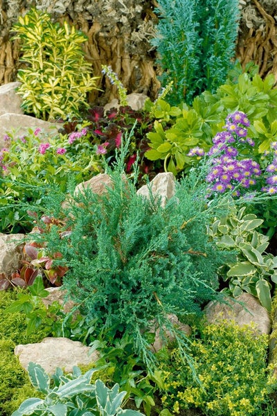 Juniperus sabina 'Rockery Gem', Sadebaum, kompakt, 20–30 cm